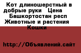 Кот длиношерстный в добрые руки › Цена ­ 0 - Башкортостан респ. Животные и растения » Кошки   